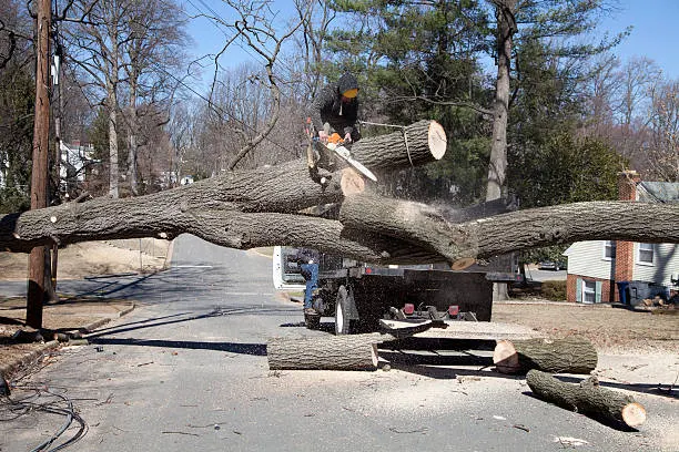 Tree cutting and removal service