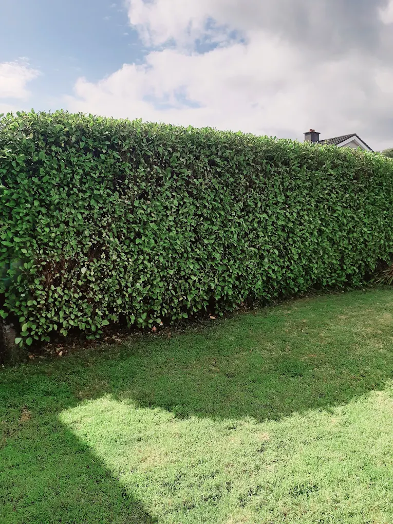 Hedge trimming service