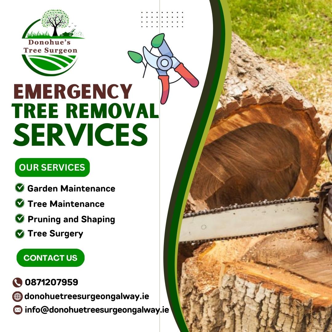 Donohue's Tree Surgery Project