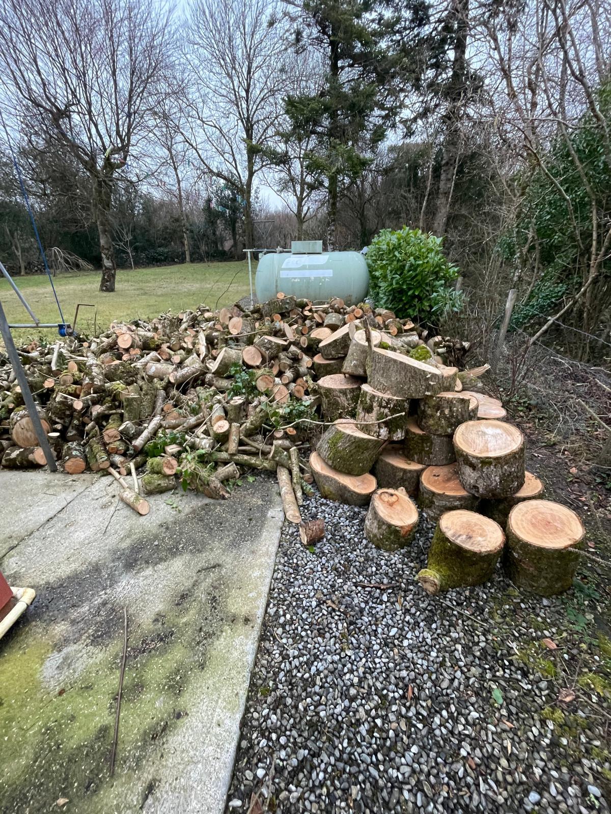 Professional tree surgery work