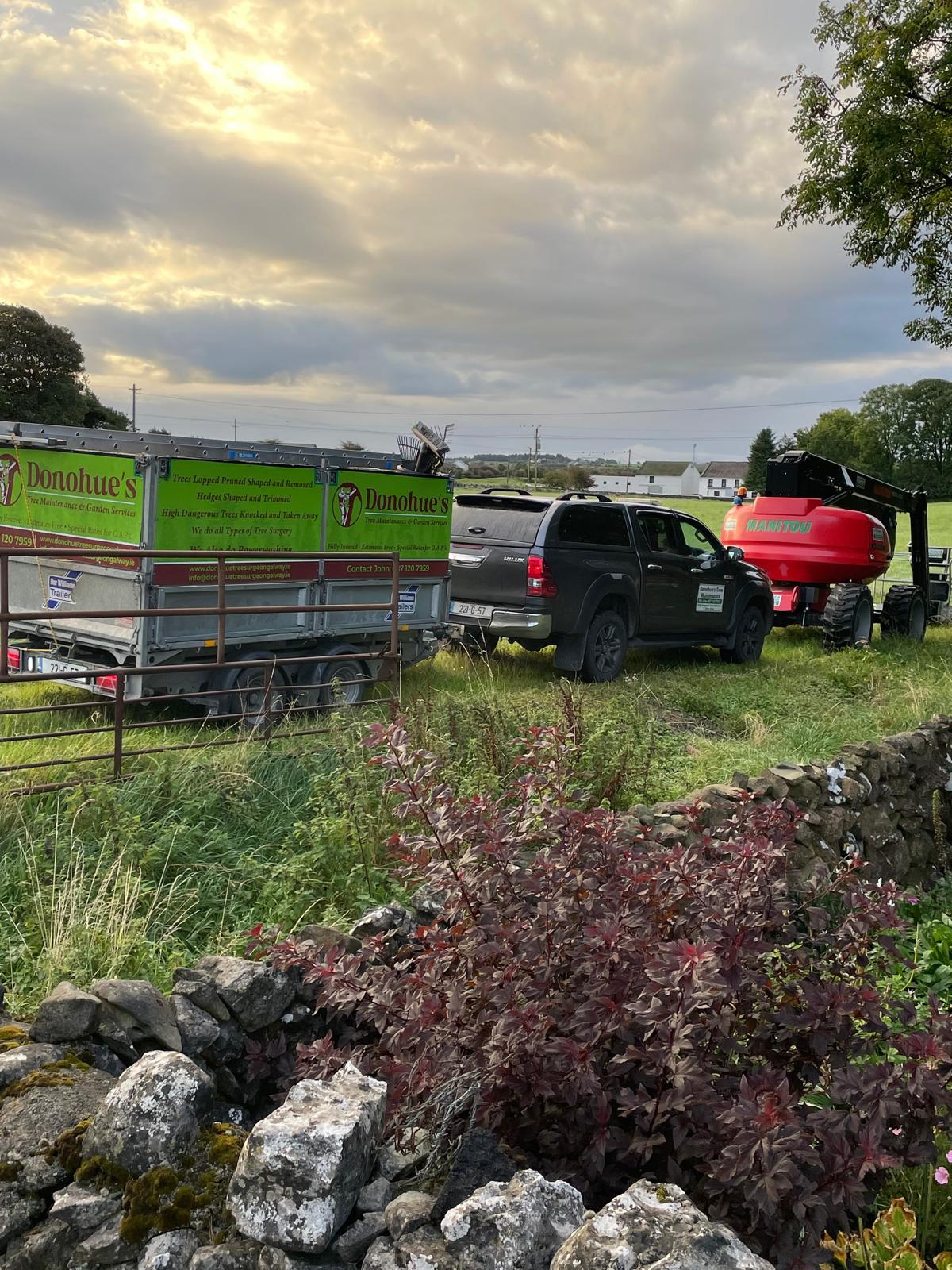 Tree care and maintenance service