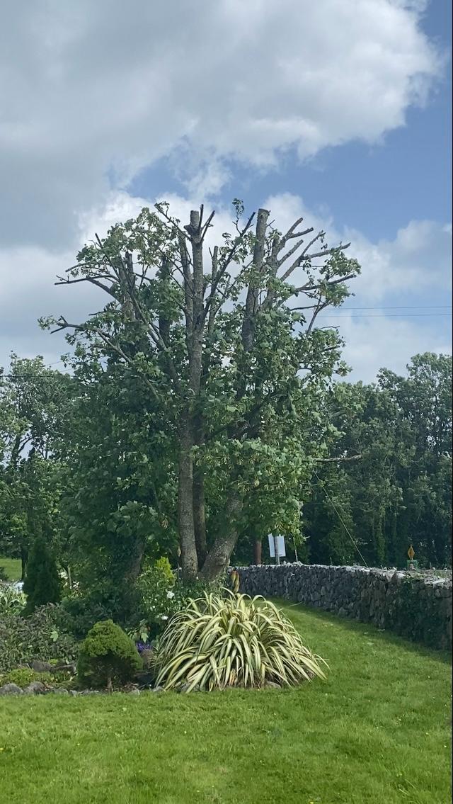 Expert tree surgery in Galway