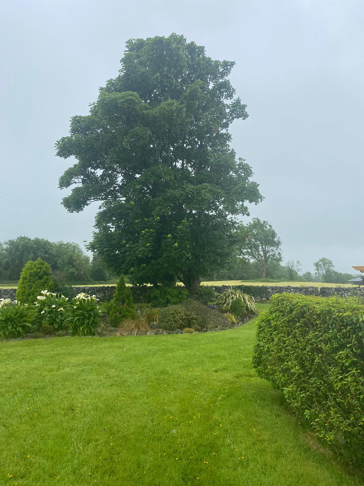 Professional arborist services