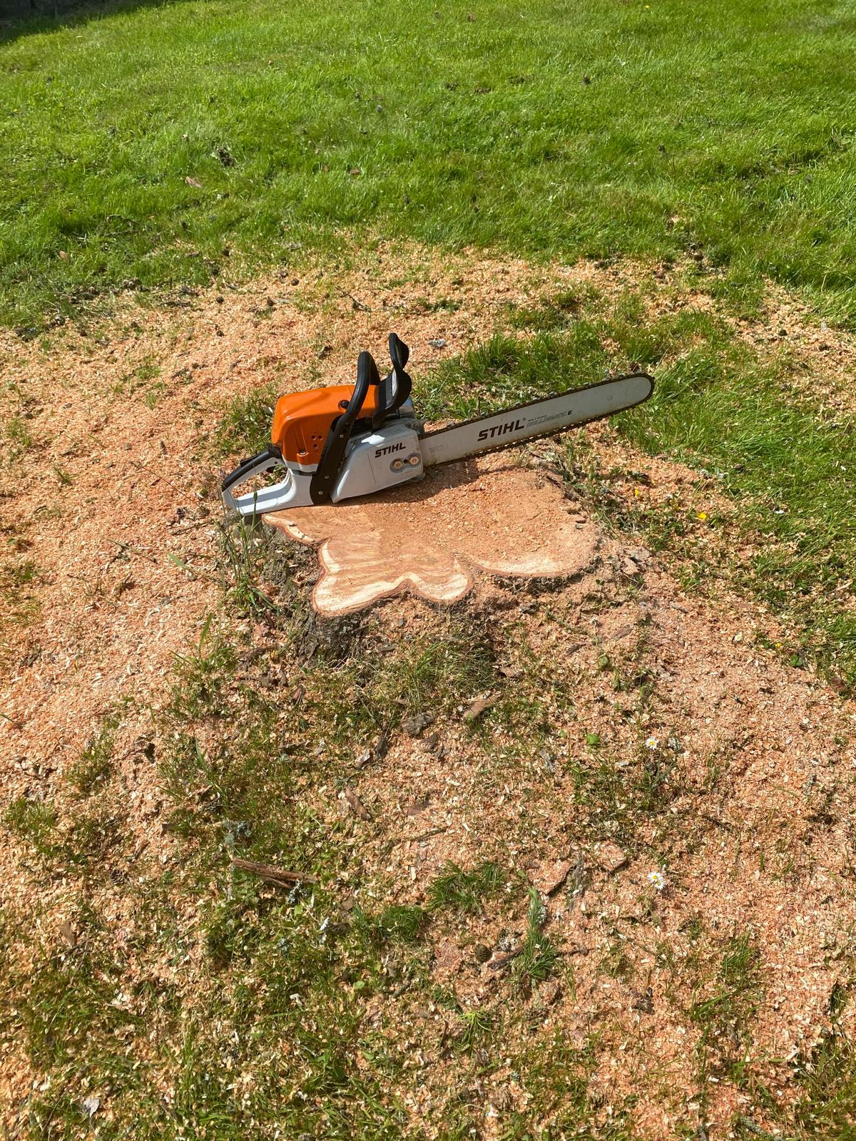 Tree removal and cutting service